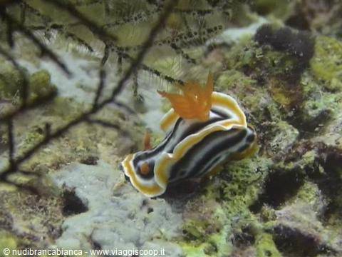 Nudibranch