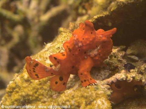 Frog fish