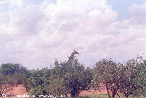 Shy giraffe