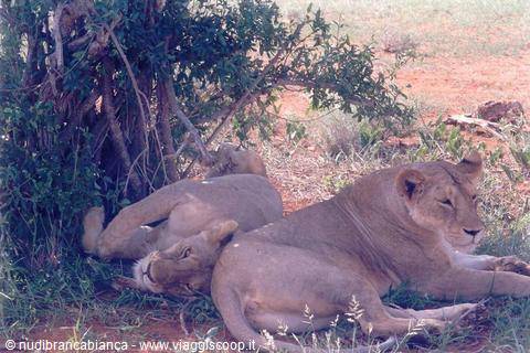 Lionesses in the cool