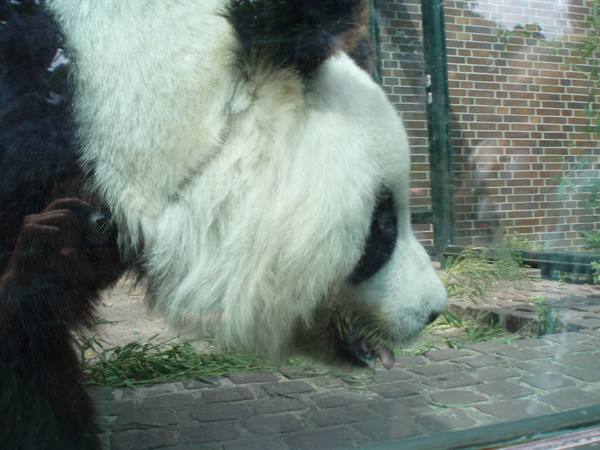 Yan Yan at the Berlin Zoo.