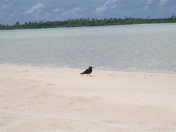 The Pink Sands