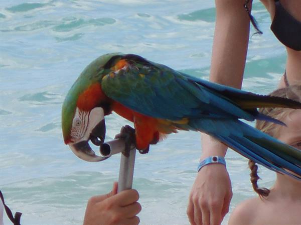 Colorful macaw parrot perched on a metal stand by the sea