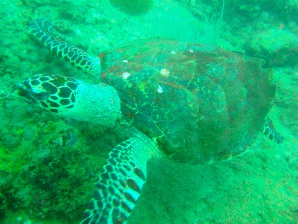 Sea turtle swimming among green algae-covered rocks