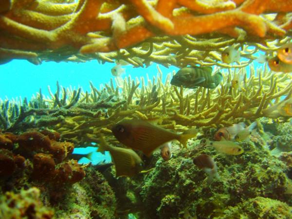 Fish among yellow and orange corals underwater in clear blue sea