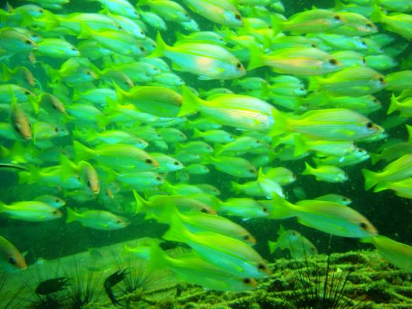 School of yellow-green fish swimming above sea urchins on rocky seabed