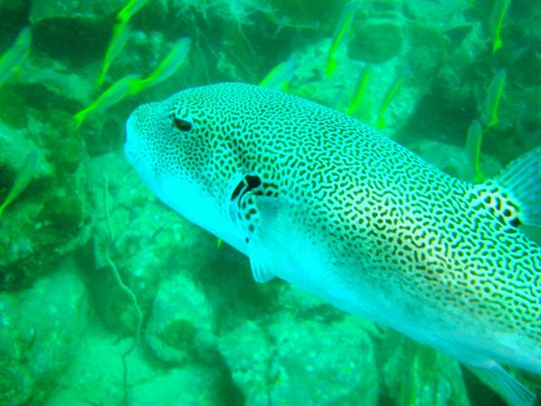 Spotted pufferfish swims among rocks and small green fish underwater