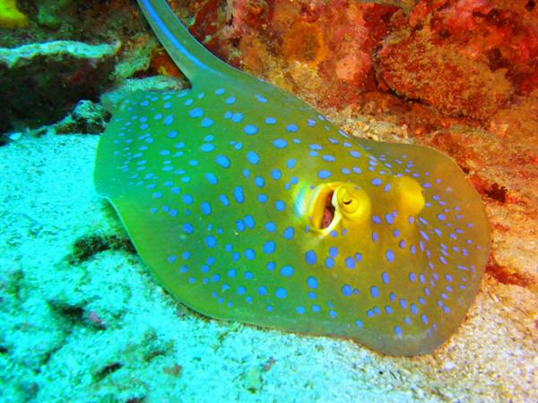 Bluespotted ray resting on sandy seabed among coral reef