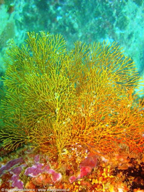 Yellow gorgonian coral branching over rocky seabed with purple sponges, underwater light