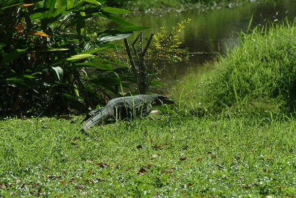 Varano near the pond