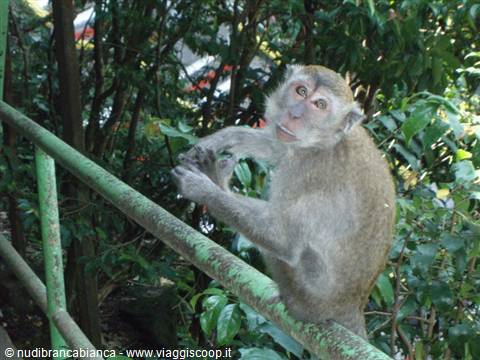Macaque sitting on a green railing, rolling something in its hands