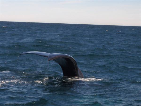 The whale's tail