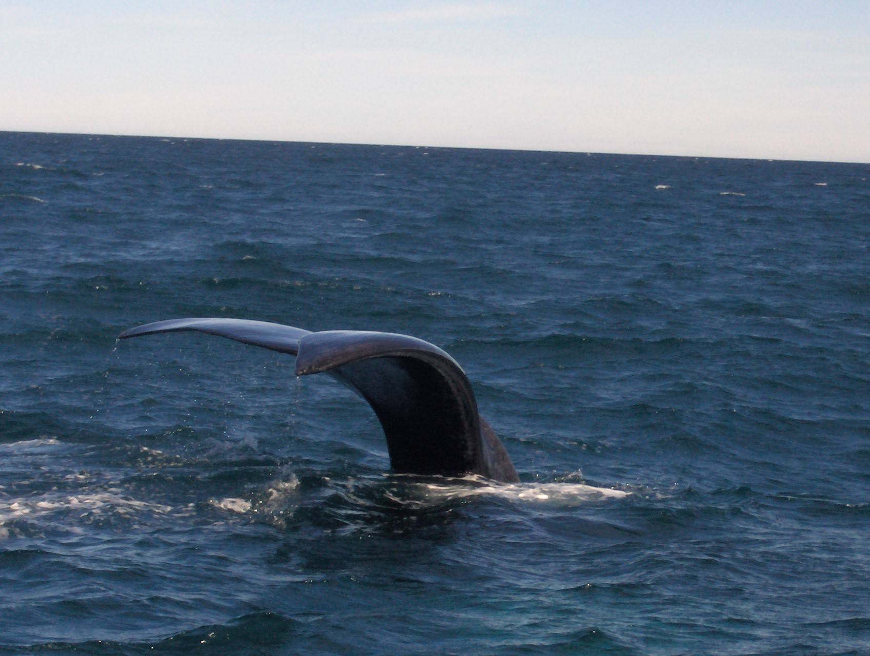 The whale's tail