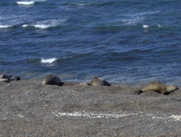 Sea Lions