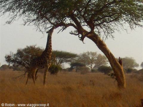 Giraffe reaching leaves of a leaning acacia among dry golden grass