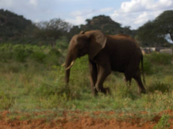 Elephant walking through green grass near red soil, savanna with trees
