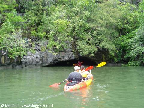 Kayak and mangroves