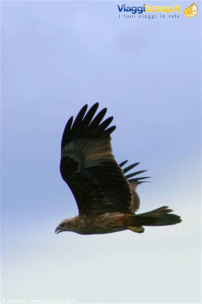 Eagle Feeding