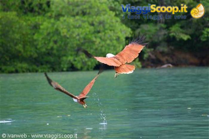 Eagle Feeding