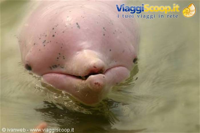 Pink dolphin