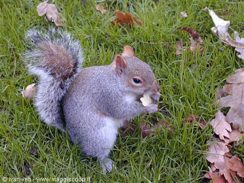 Squirrel eating a Pringles in Regent's Park!!