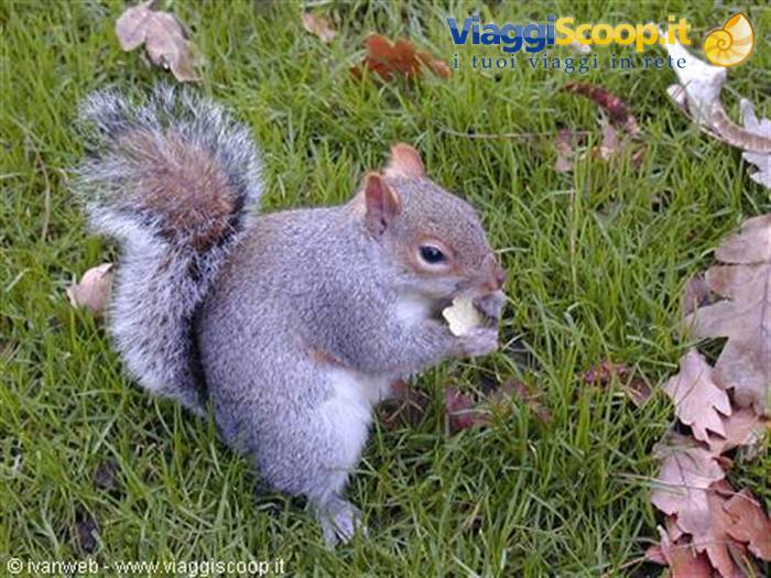 Squirrel eating a Pringles in Regent's Park!!