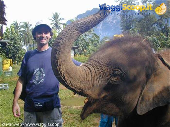 Elephant trekking
