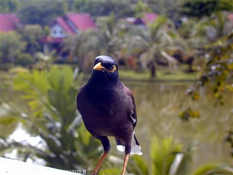Indian myna