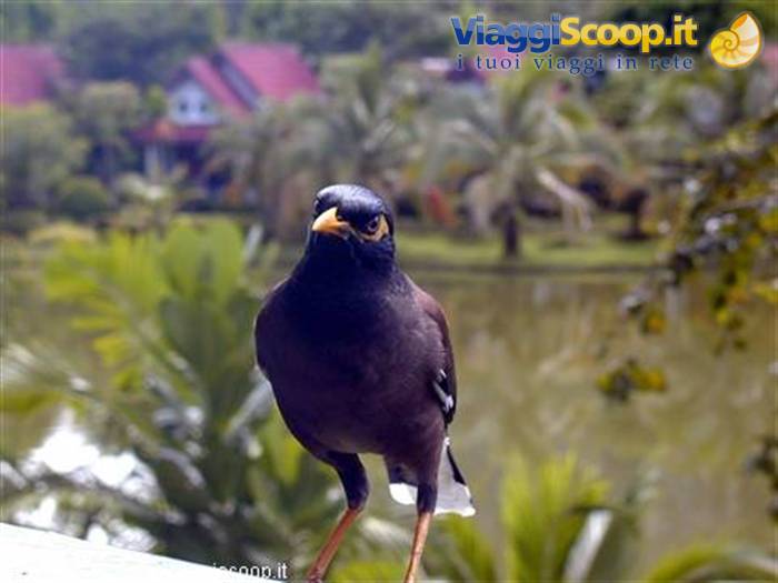 Indian myna