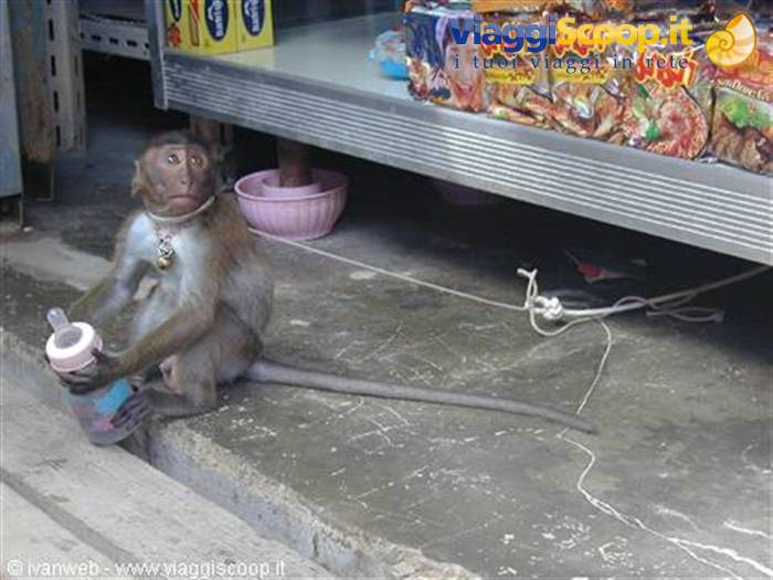 Macaque and baby bottle...