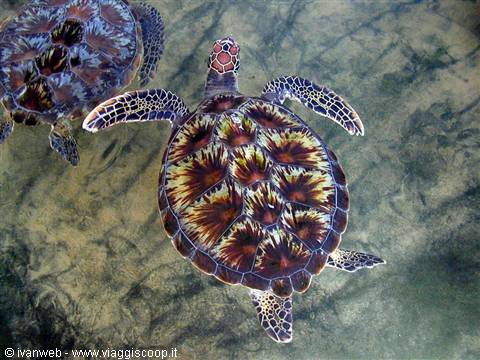 Turtles in the centre