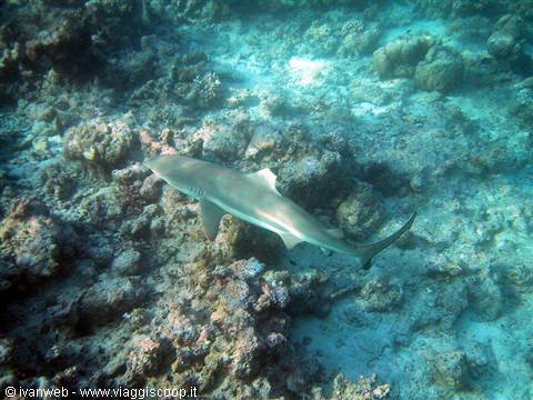 Shark