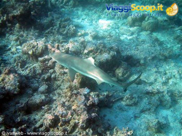 Shark
