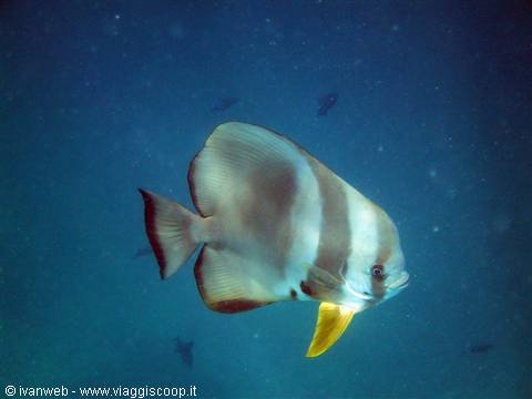 Batfish