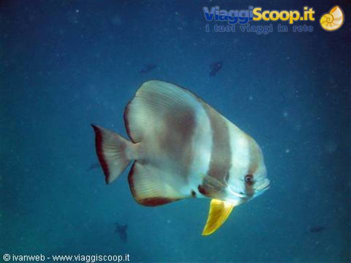 Batfish