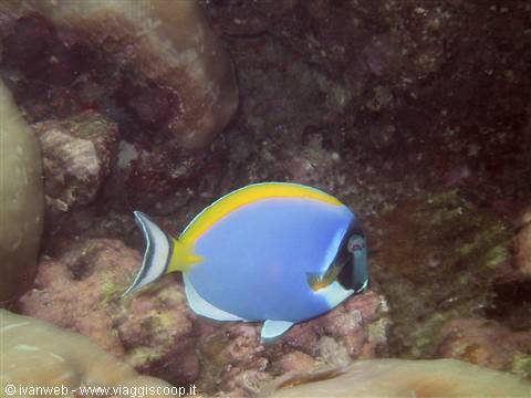 Blue surgeonfish
