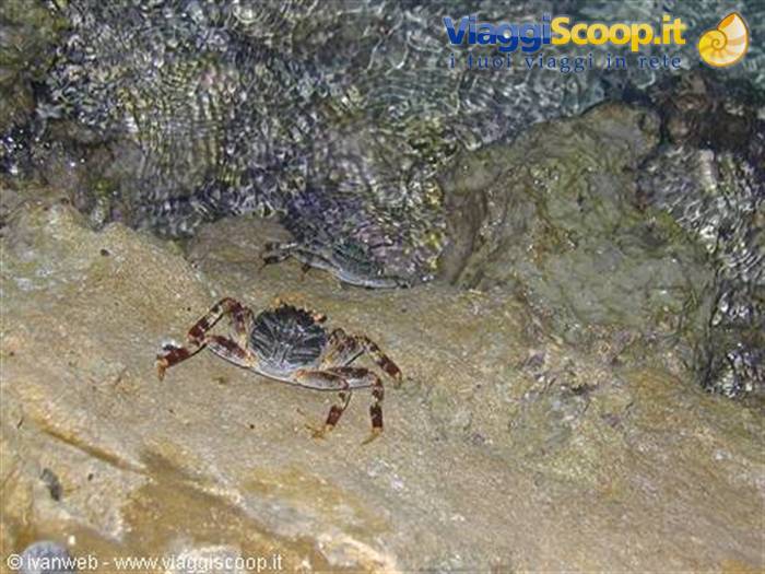 crabs on the pier