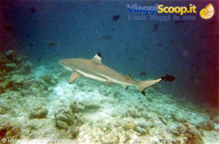 Shark