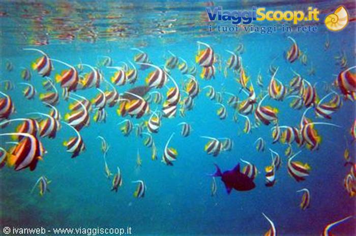 Banner fish