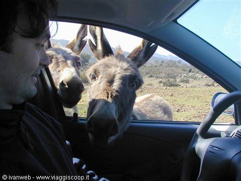 Donkeys inside the car?