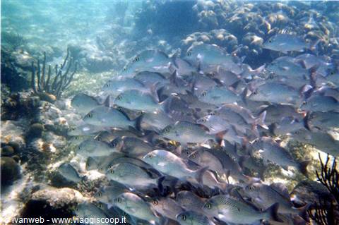 School of gray fish among corals and gorgonians in clear shallow water