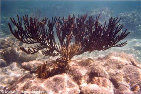 Black gorgonian coral on rocky seabed in shallow water