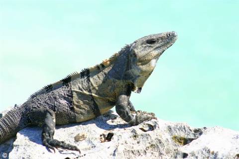 Grey iguana on limestone rock, bright sunlight, turquoise sea behind