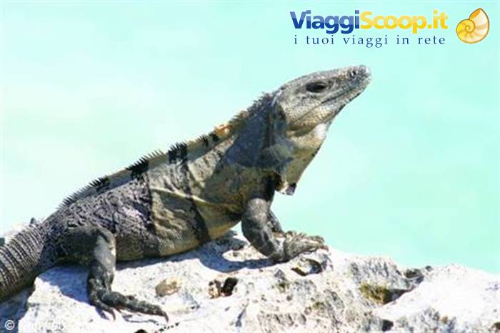 Grey iguana on limestone rock, bright sunlight, turquoise sea behind