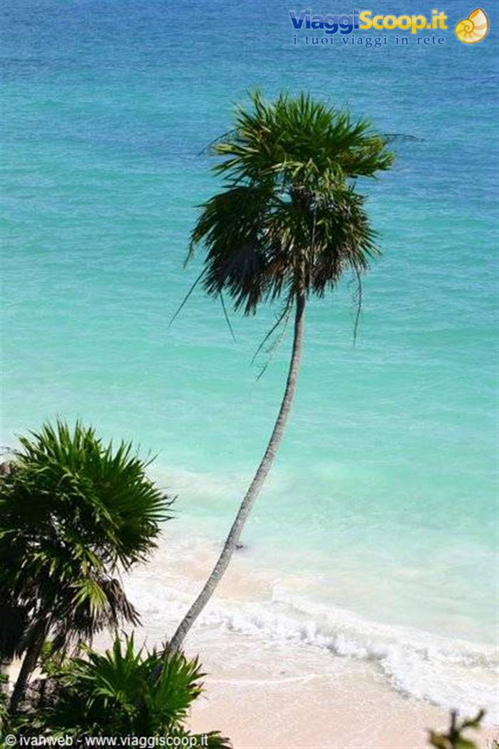 Leaning palm tree on sandy beach, white waves and turquoise sea