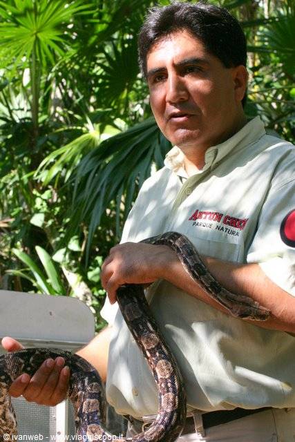 Actun Ch'en guide holds a boa constrictor amid lush palm greenery
