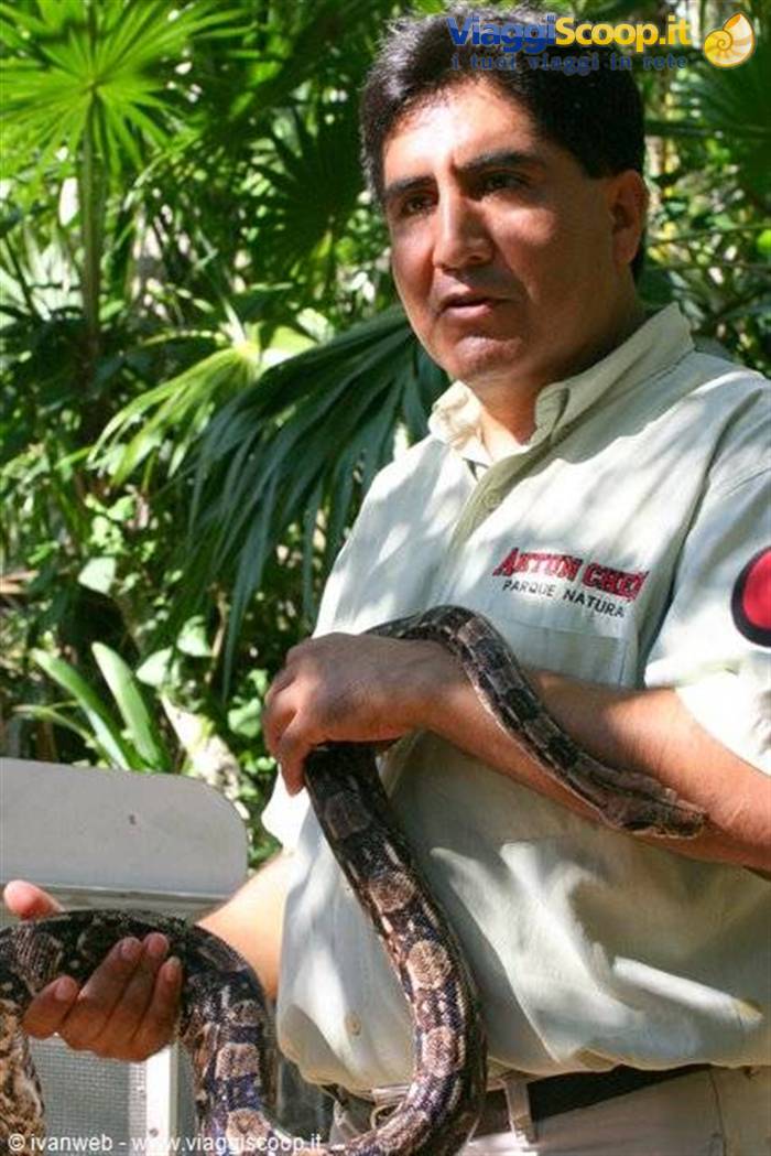Actun Ch'en guide holds a boa constrictor amid lush palm greenery