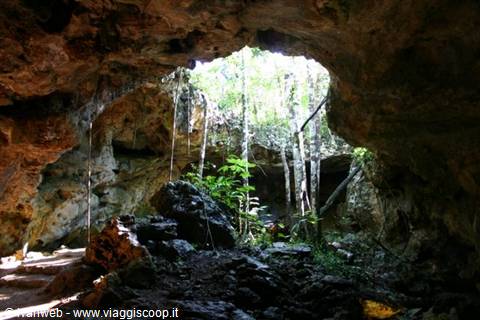Limestone cave with skylight opening, green plants and hanging roots lit by sun
