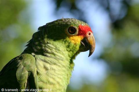 Green amazon parrot with red forehead and pale beak