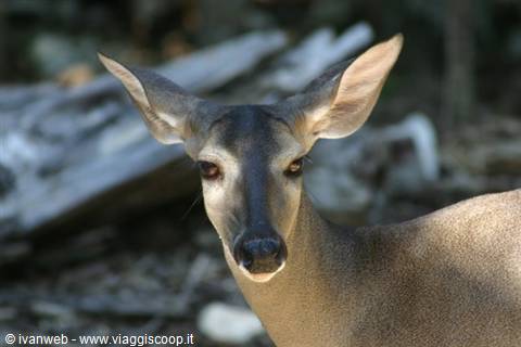Dark-faced deer stares at the camera among fallen logs, natural light